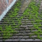 power washing, roof moss- Westchester Power Washing