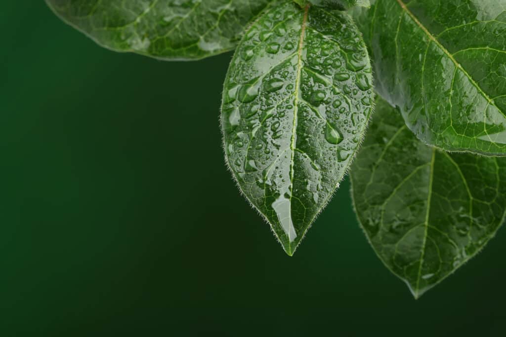 5 Ways To Protect Your Plants While Power Washing Fresh leaves with water drops. Natural background. Protect Your Plants